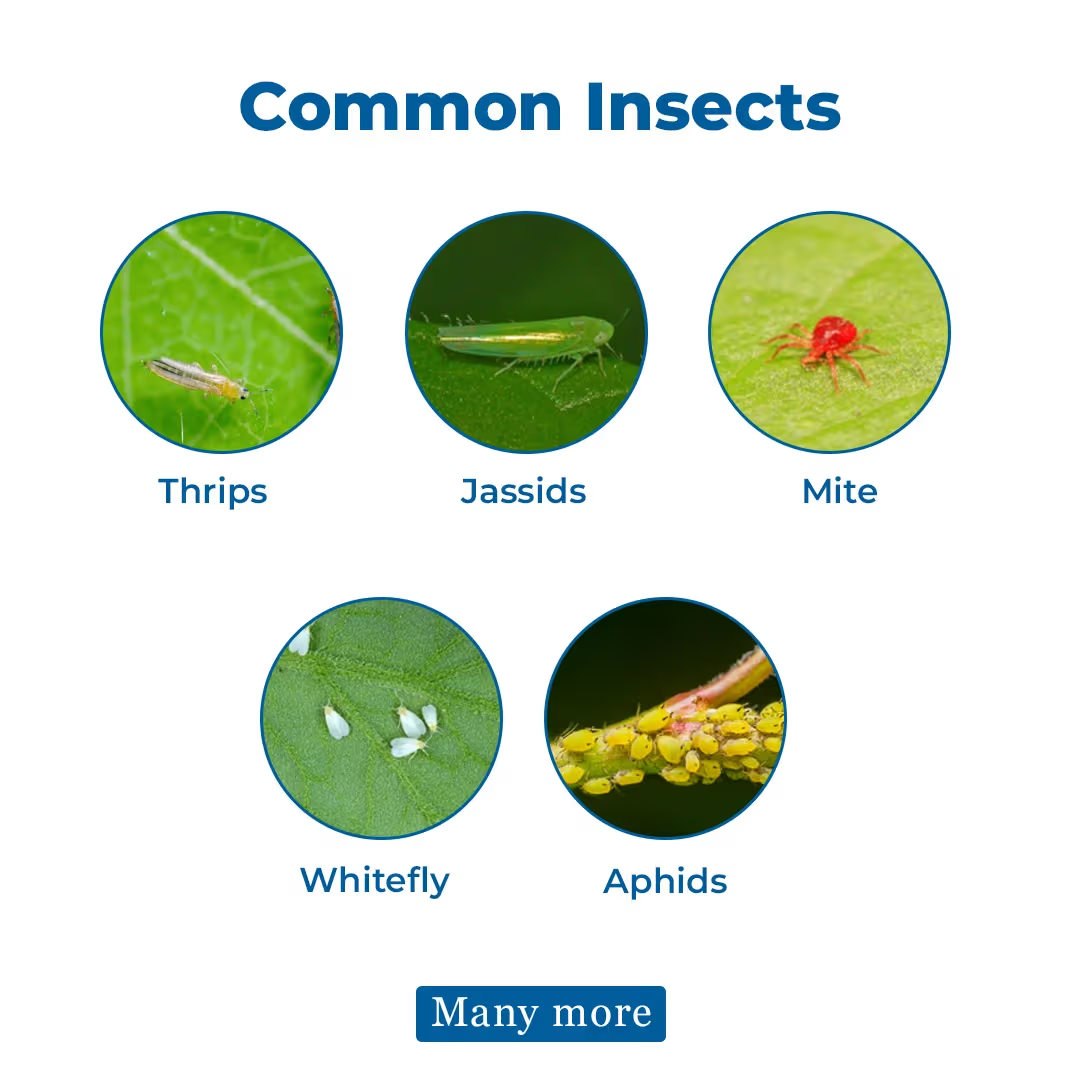 ADAMA Agas Diafenthiuron 50% WP Insecticide | Effective Control of Sucking Pests | Contact, Stomach & Ovicidal Action for Healthy Crop Growth