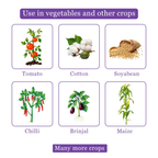 FMC Coragen Chlorantraniliprole 18.5% SC Insecticide | Broad Spectrum Lepidopteran Pest Control | Advanced Larvicide for Long Lasting Crop Protection