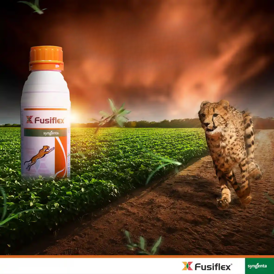 Syngenta Fusiflex Fomesafen 11.1% + Fluazifop-P-Butyl 11.1% SL Herbicide | Selective Post Emergence Weed Control