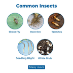 UPL Electron Azoxystrobin 2.5% + Thiophanate Methyl 11.25% + Thiamethoxam 25% FS Seed Treatment | Protection Against Fungal Diseases & Early Stage Insect Pests