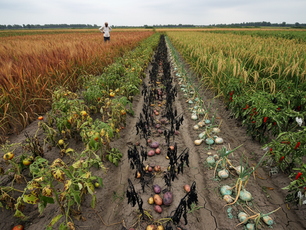 Why Organic Farming Inputs Are the Future of Indian Agriculture